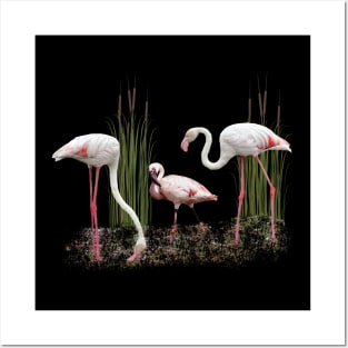 Greater Flamingo and Lesser Flamingo in Kenya / Africa Posters and Art